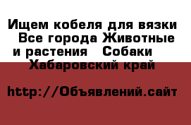 Ищем кобеля для вязки - Все города Животные и растения » Собаки   . Хабаровский край